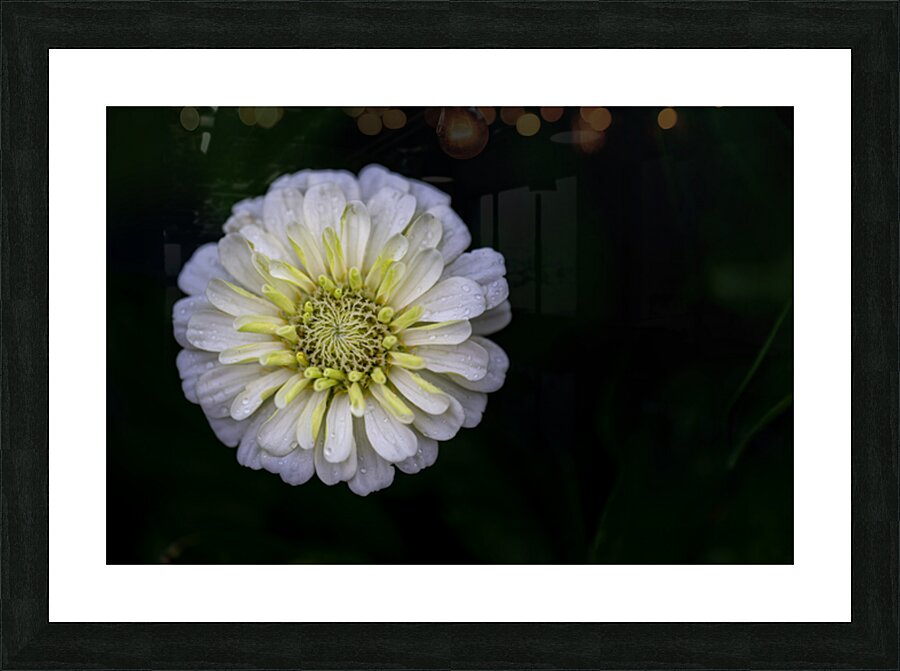 White Zinnia Impression et Cadre photo