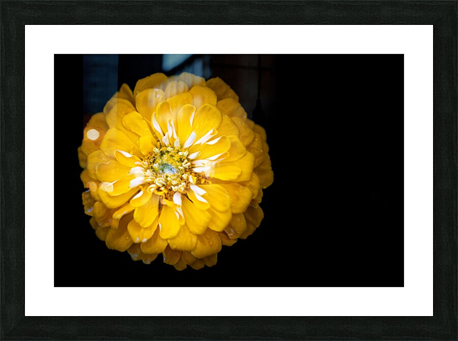Yellow Zinnia Impression et Cadre photo