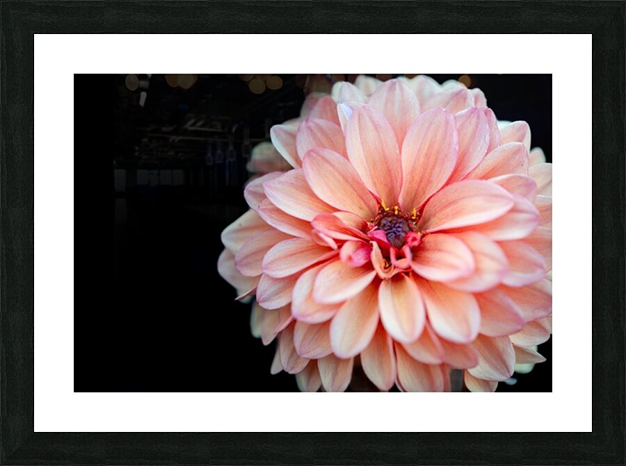 Pink Dahlia Picture Frame print