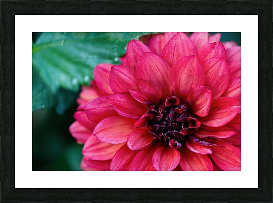 Dark Pink Dahlia Picture Frame print
