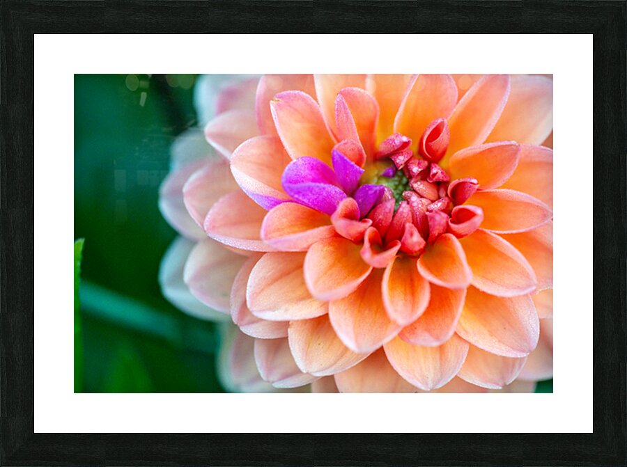 Peach Dahlia with a splash of Purple Picture Frame print
