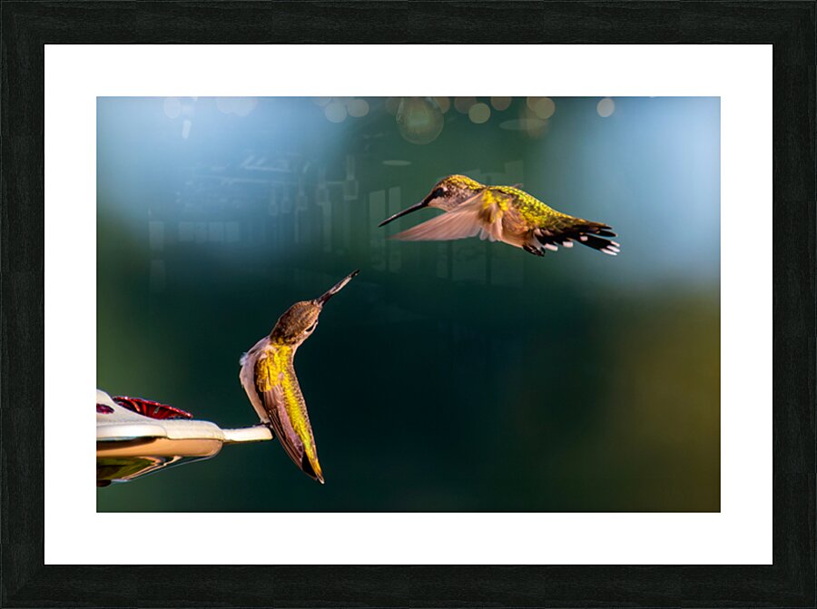 Hummingbirds Impression et Cadre photo