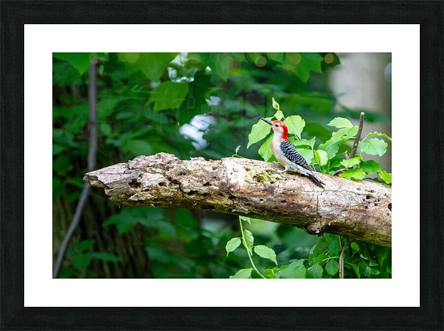 Red Bellied Wood Pecker Picture Frame print
