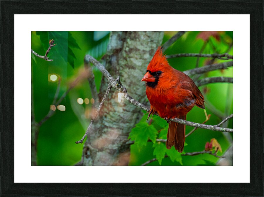 Northern Cardinal  Impression et Cadre photo