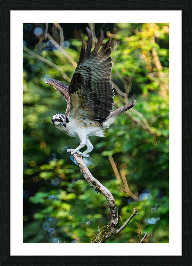 An Osprey stretching their wings.  Impression et Cadre photo
