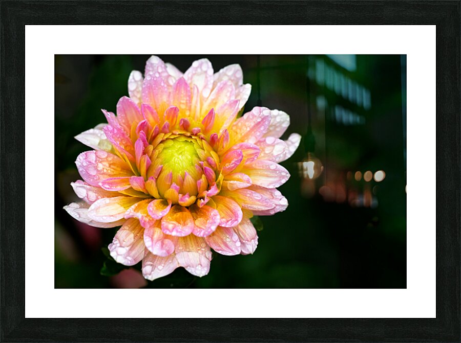 Dahlia and Raindrops Impression et Cadre photo