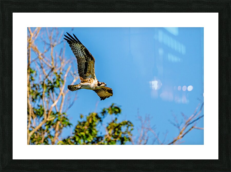 An Osprey Soars Picture Frame print