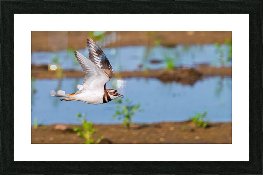 Killdeer flying Over Wet Lands Picture Frame print