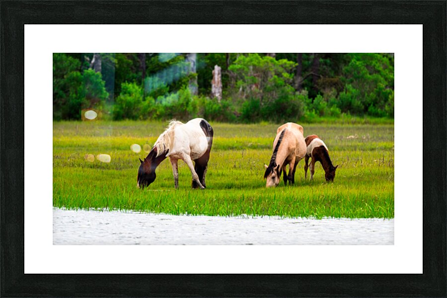 Wild Horses Grazing Picture Frame print