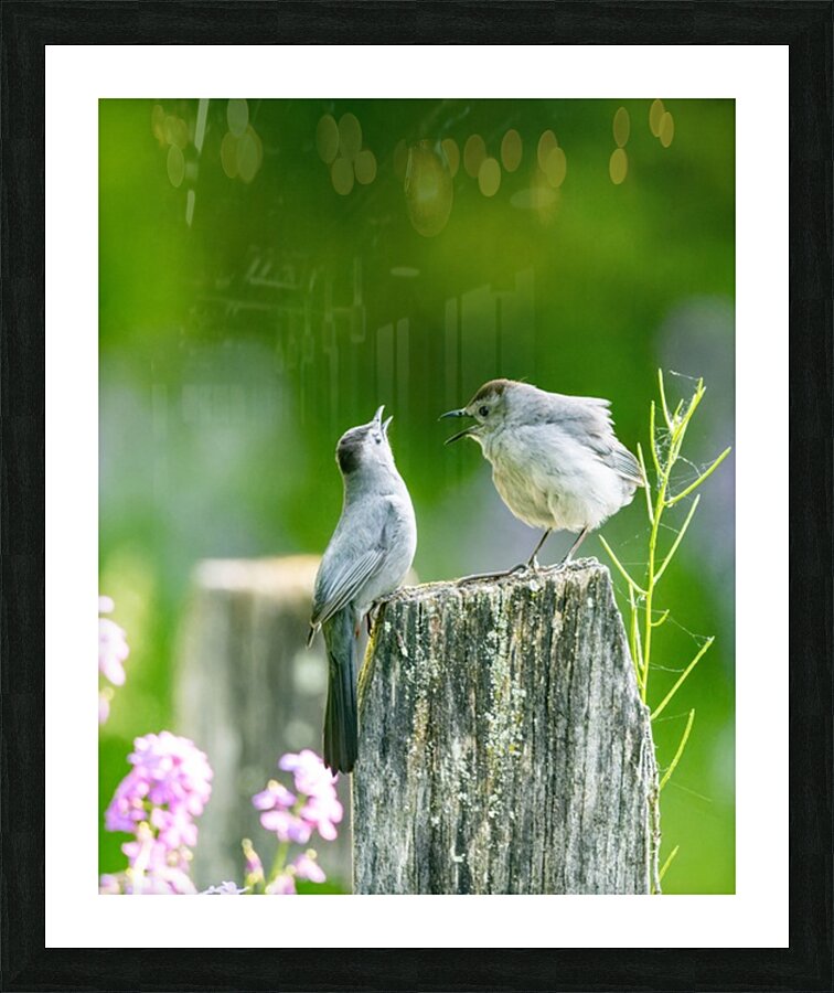 Two Cat Birds having a Conversation Picture Frame print