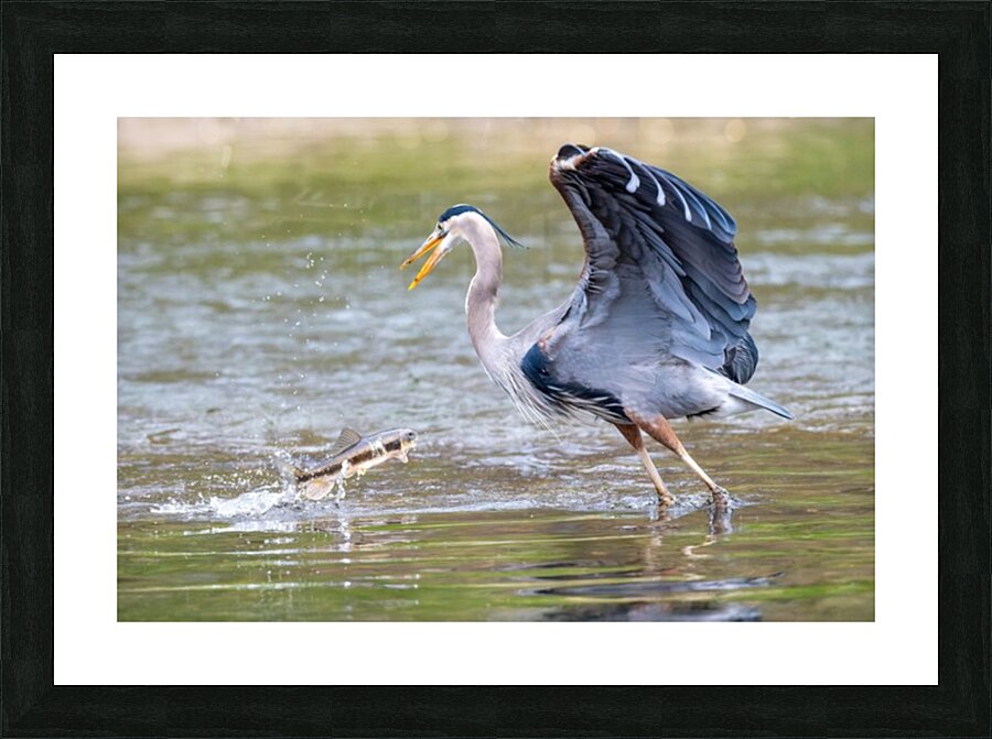 Not Today Picture Frame print