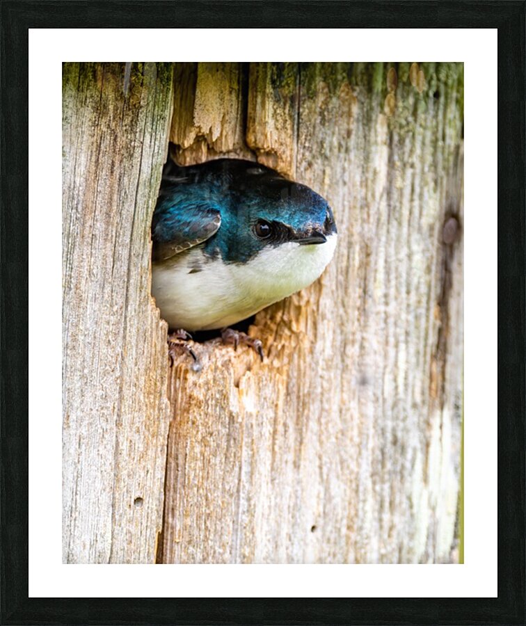 Hello There Picture Frame print