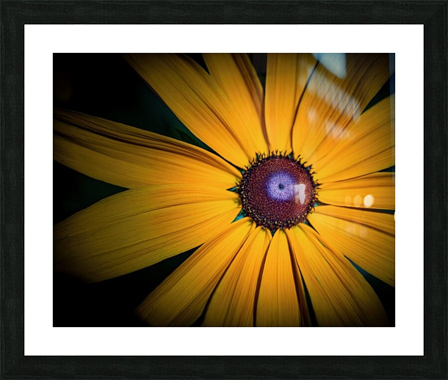 Yellow Daisy Impression et Cadre photo