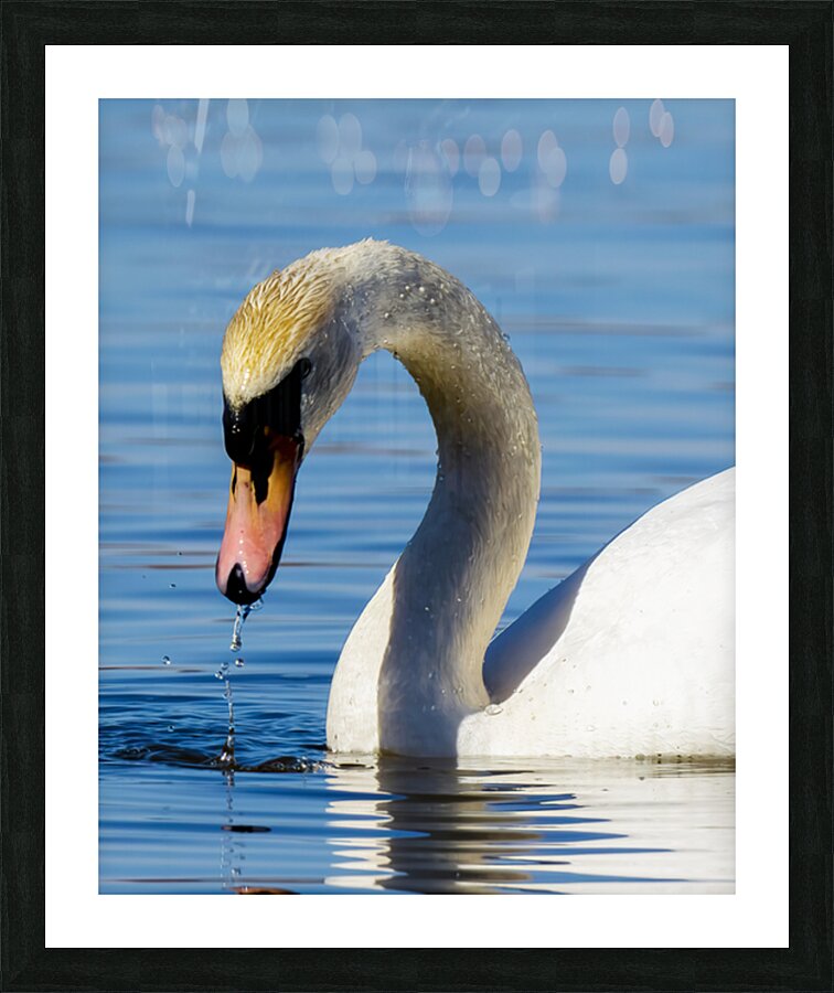 Swan on a Lake Picture Frame print