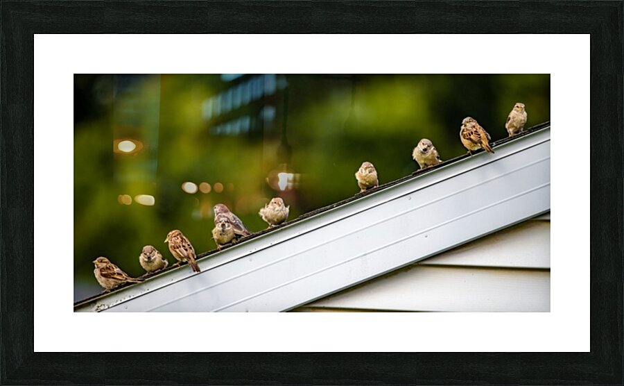 Sparrows on a Roof Impression et Cadre photo