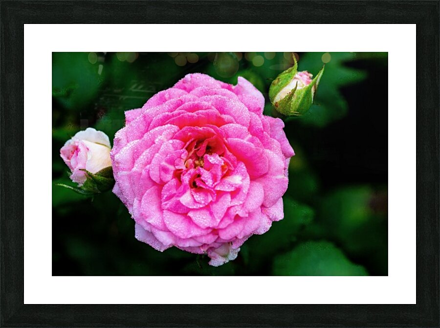 Rose with Morning Dew Picture Frame print