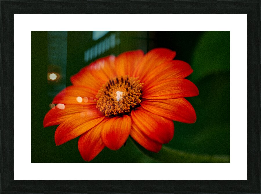 Orange Sunflower  Picture Frame print