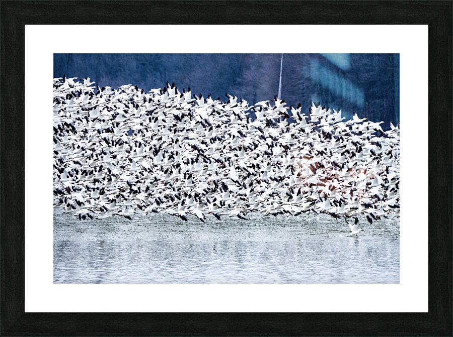Snow Geese Migration Picture Frame print