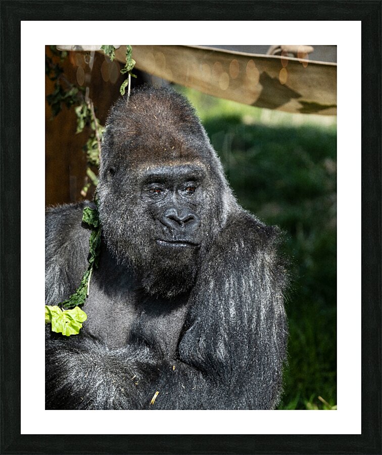 Gorilla Deep in Thought Picture Frame print