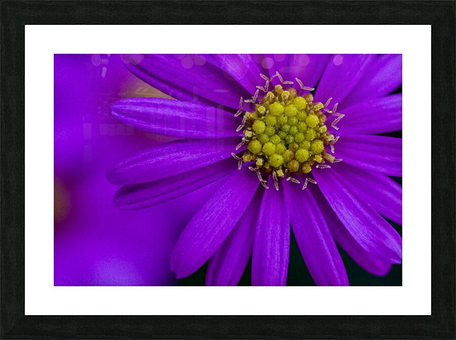 Purple Aster Picture Frame print