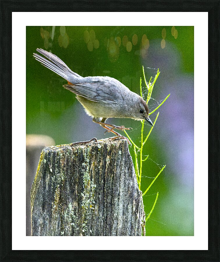 Cat Bird on a Post Picture Frame print