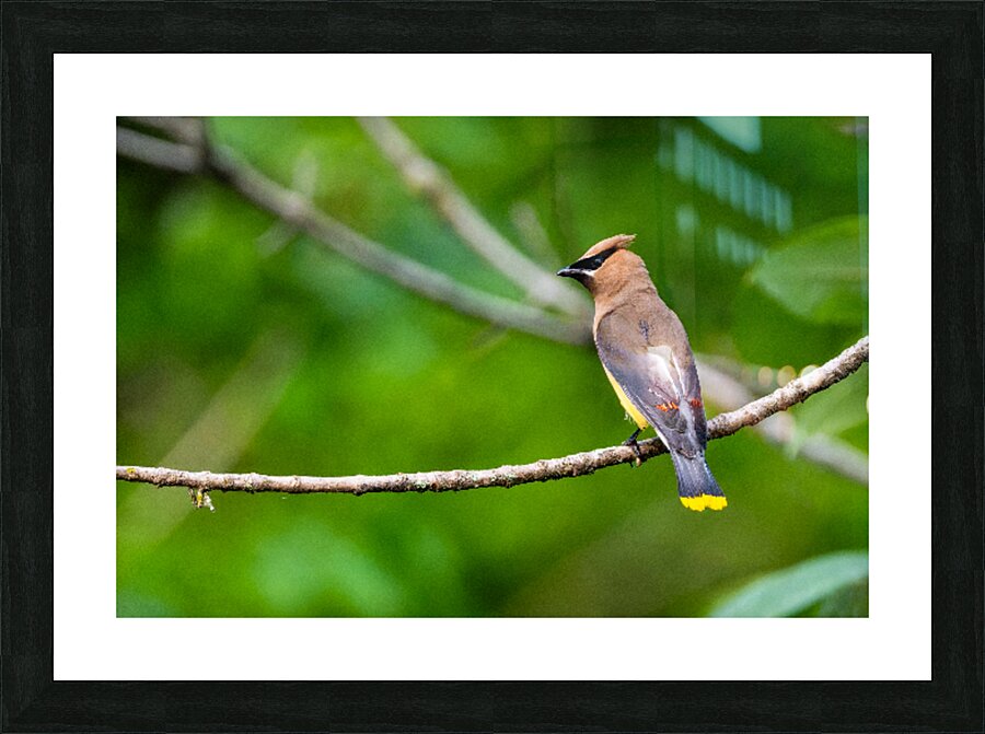 Cedar Waxwing Picture Frame print