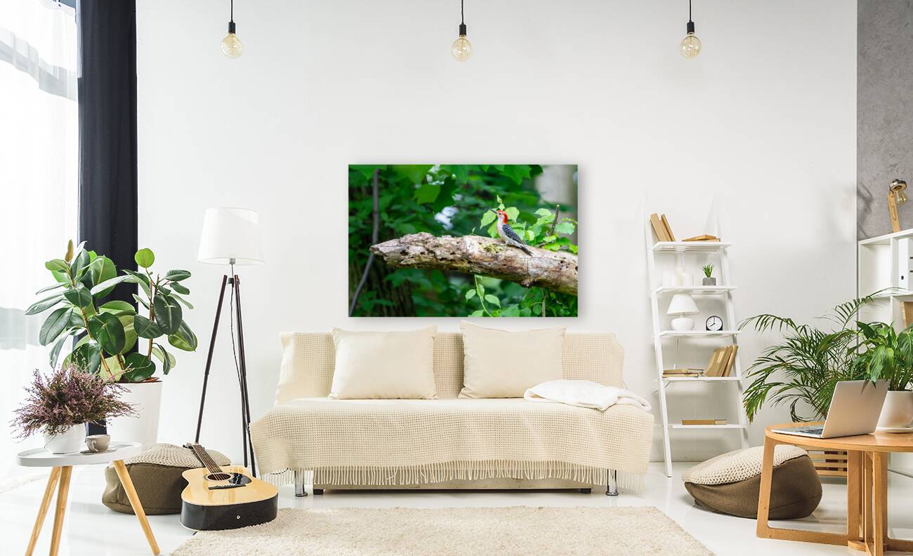 Red Belly Wood Pecker Reproduction