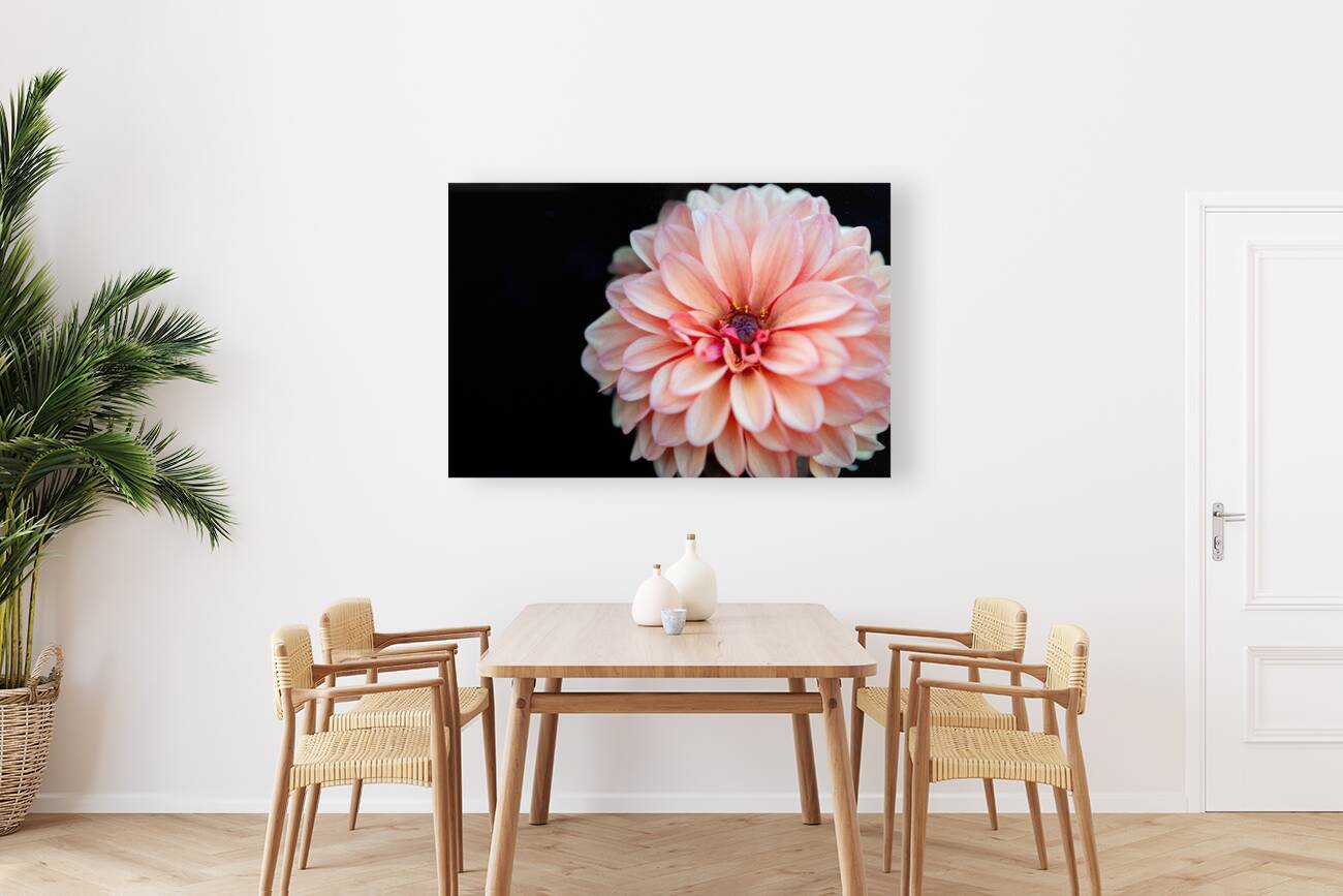 Pink Dahlia Reproduction