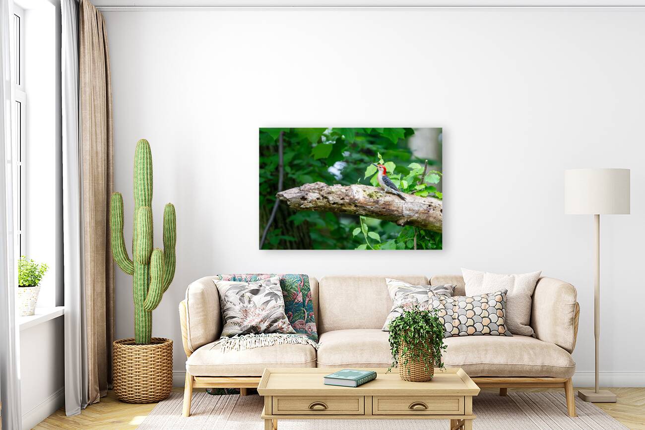 Red Bellied Wood Pecker Reproduction