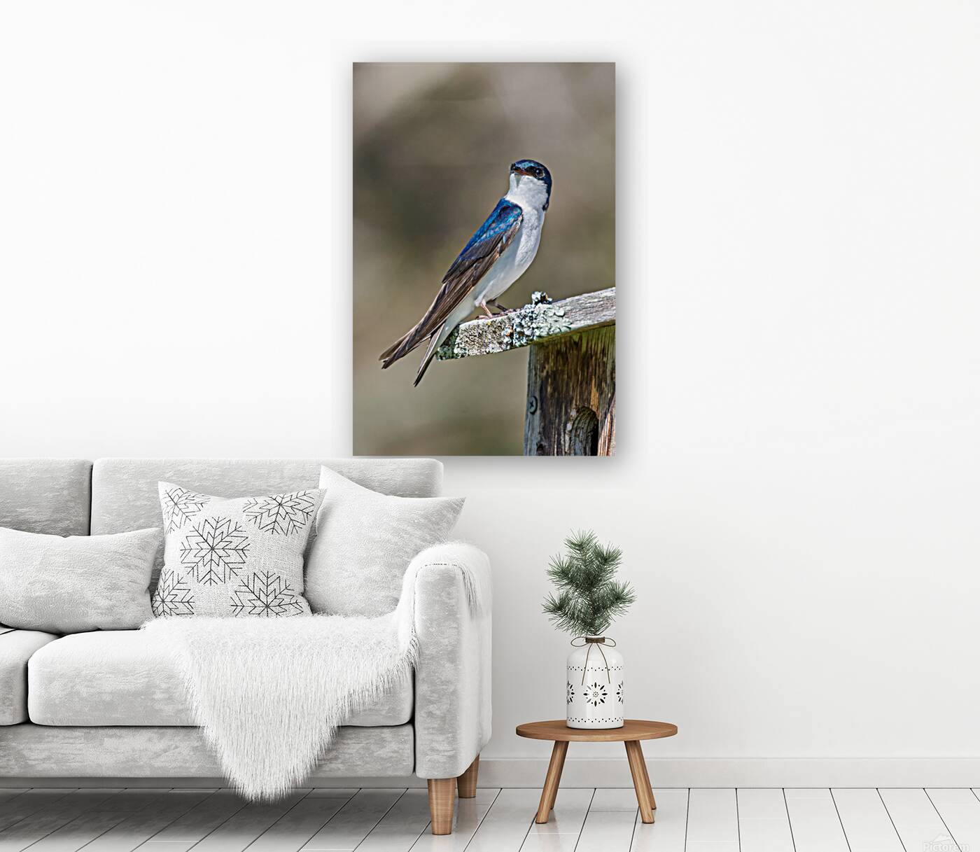 A Tree Swallow Enjoys a Sunny Day.  Reproduction