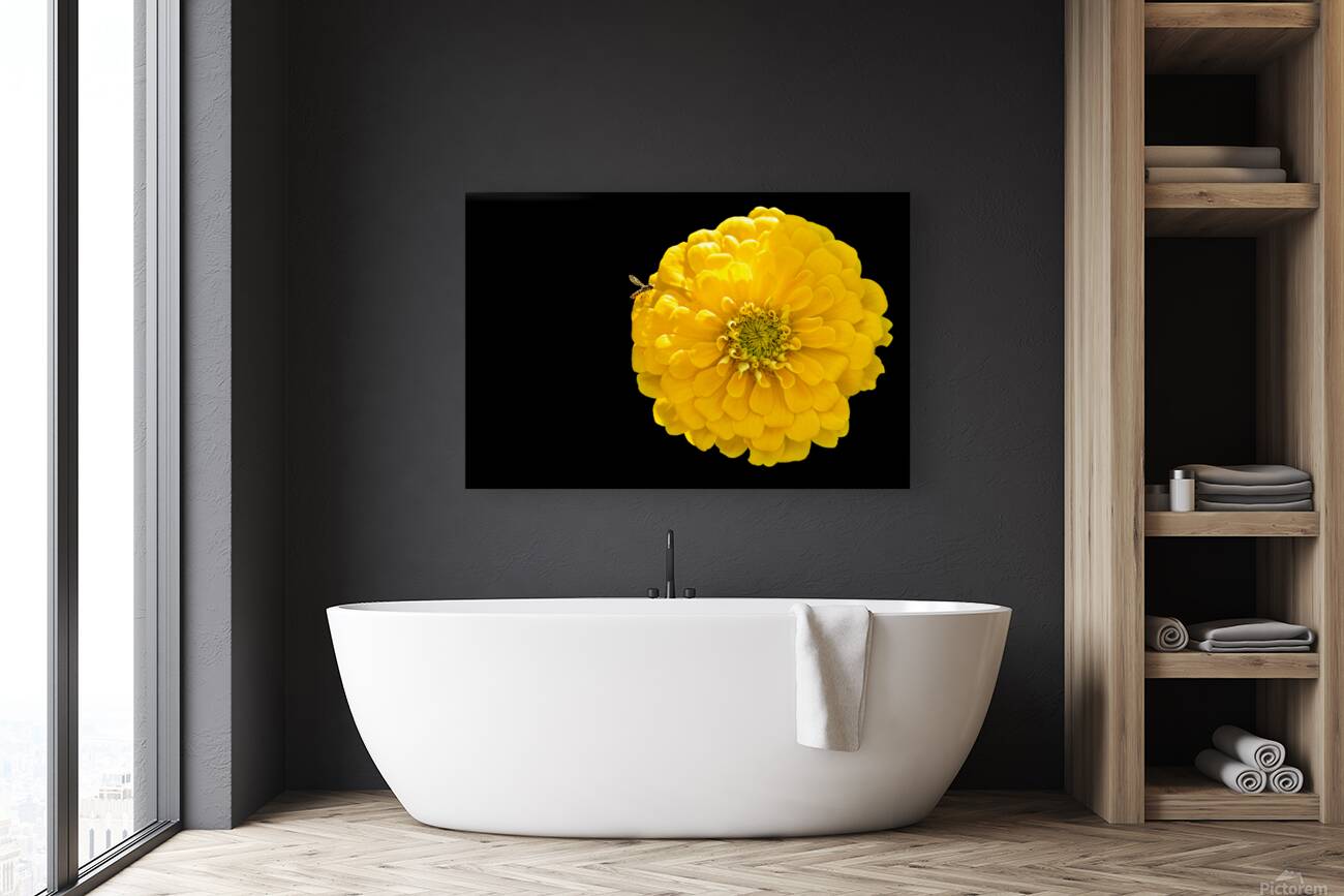 Yellow Zinnia and a Hoverfly Reproduction