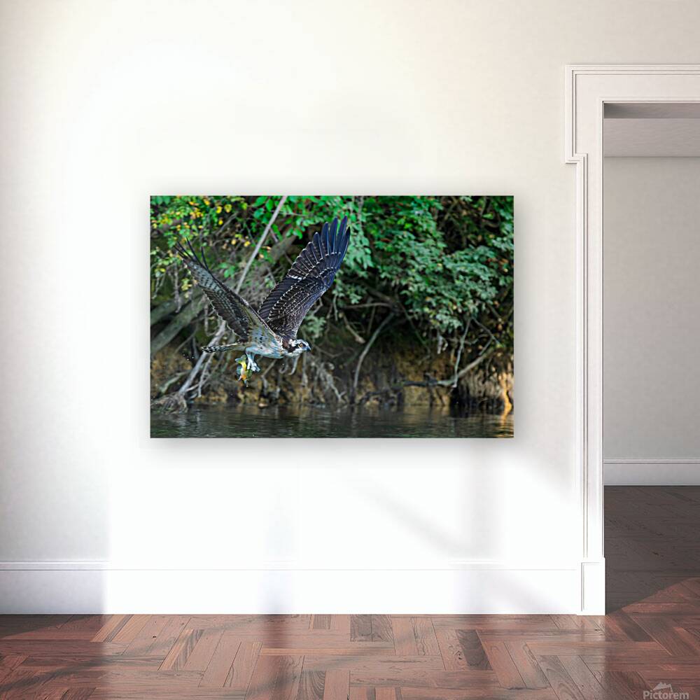 An Osprey picks up fresh fish for breakfast Reproduction