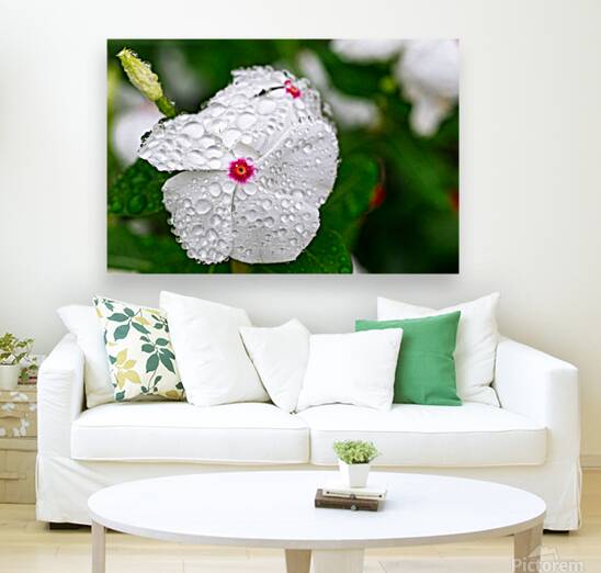 After The Storm Reproduction