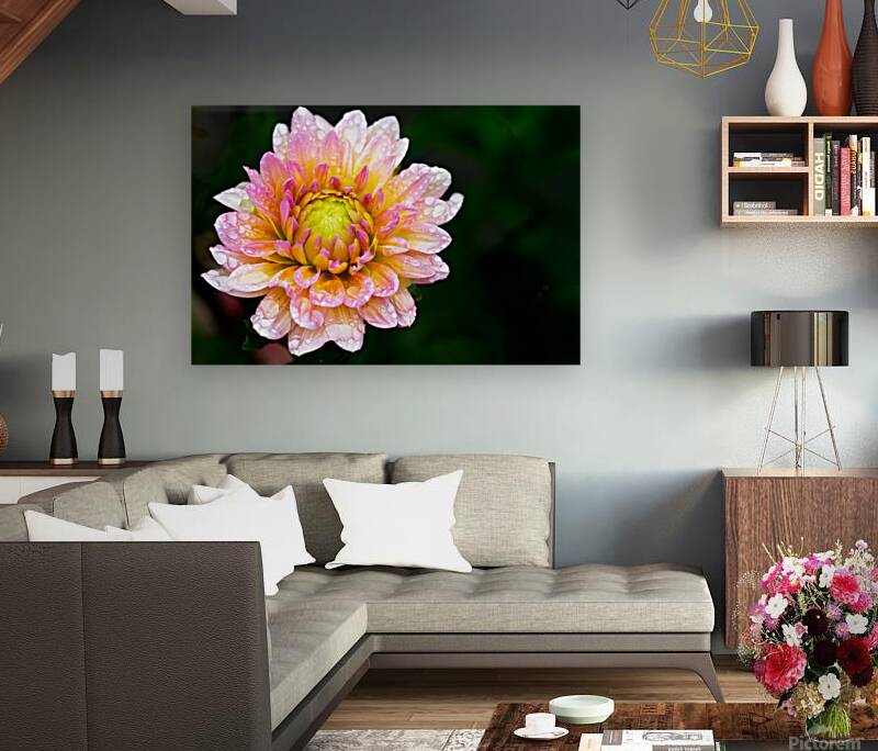 Dahlia and Raindrops Reproduction