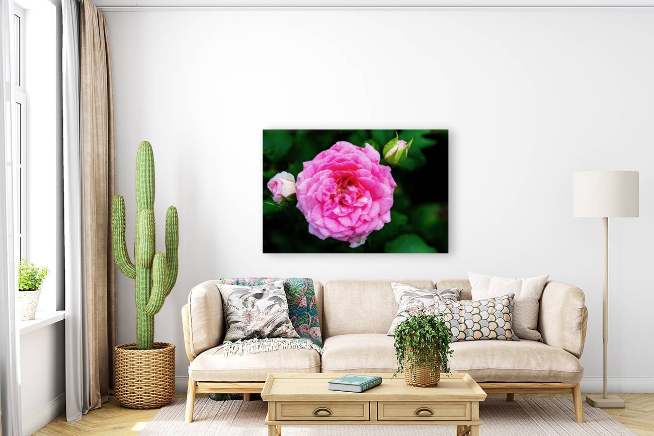 Rose with Morning Dew Reproduction