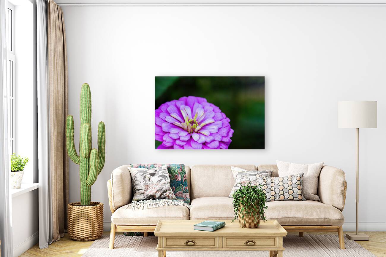 Glistening Purple Zinnia  Reproduction