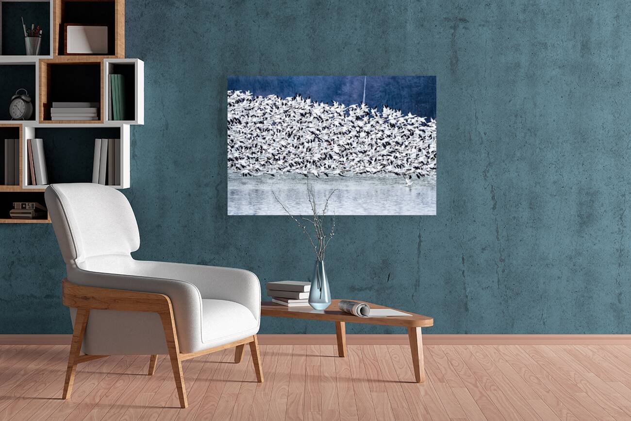 Snow Geese Migration Reproduction