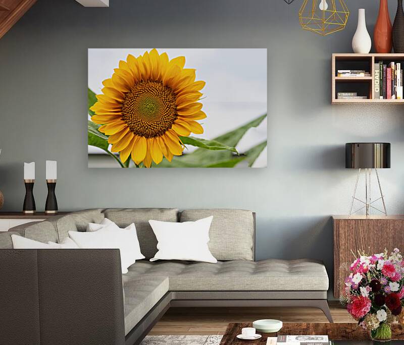 Sun Flower Reproduction