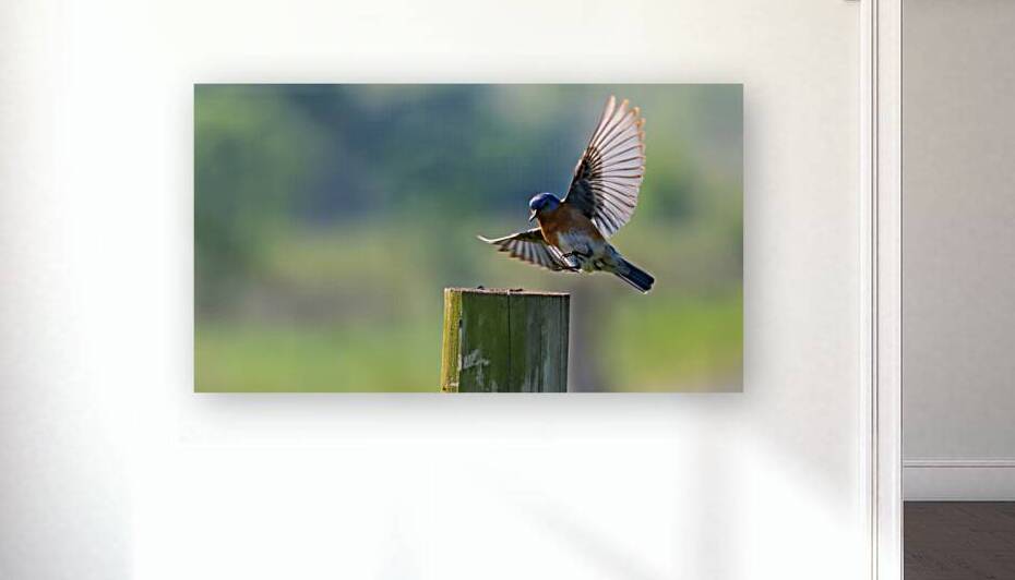 An Eastern Bluebird Lands to Enjoy a Snack by Pisarek Photography