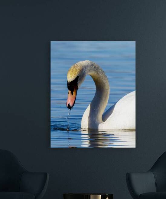 Swan on a Lake Reproduction