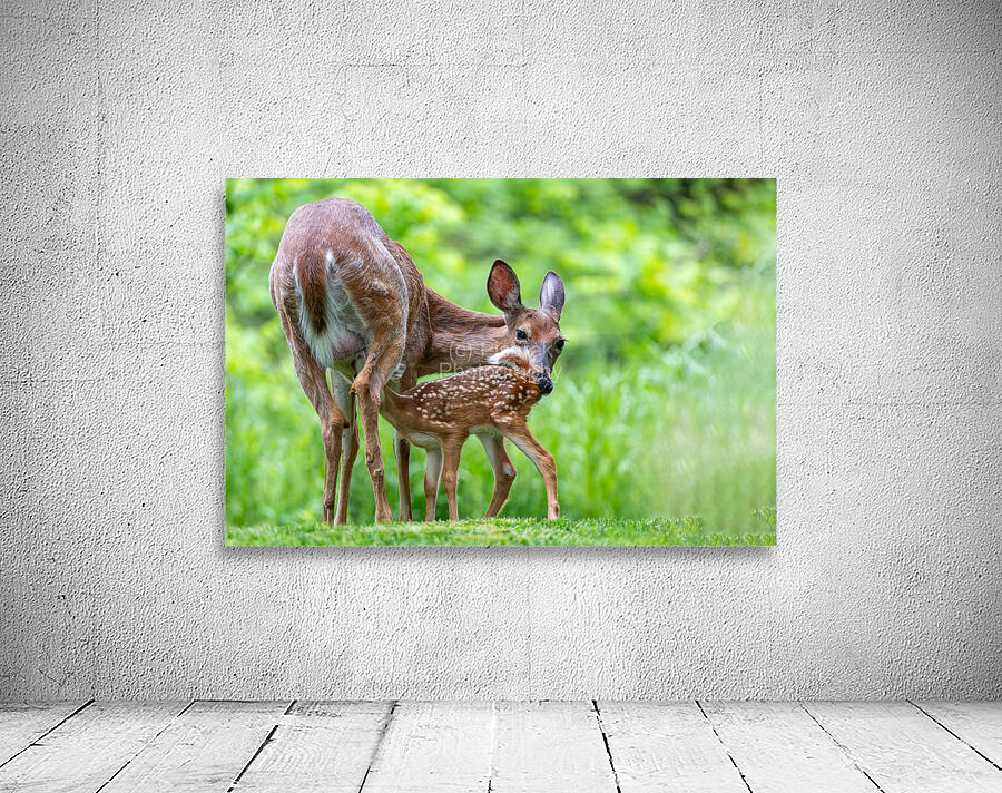 Doe & Fawn Wall Preview