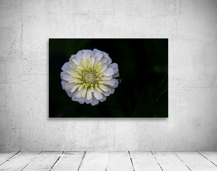 White Zinnia Wall Preview