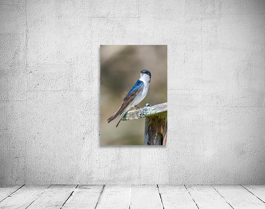 A Tree Swallow Enjoys a Sunny Day.  Wall Preview