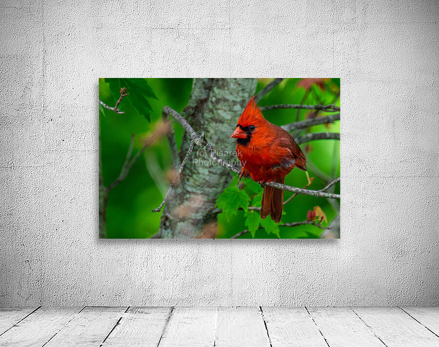 Northern Cardinal  Wall Preview