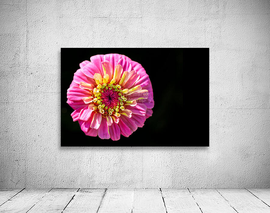 Pink and Yellow Zinnia Wall Preview