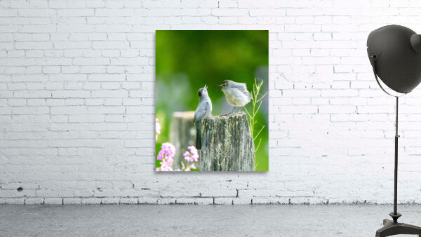 Two Cat Birds having a Conversation Wall Preview