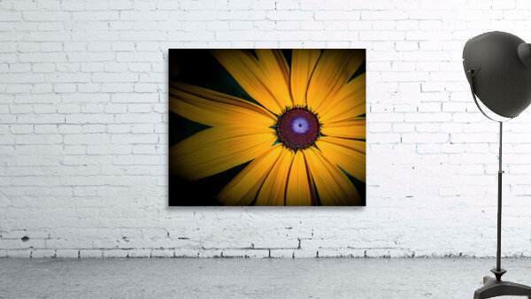 Yellow Daisy Wall Preview