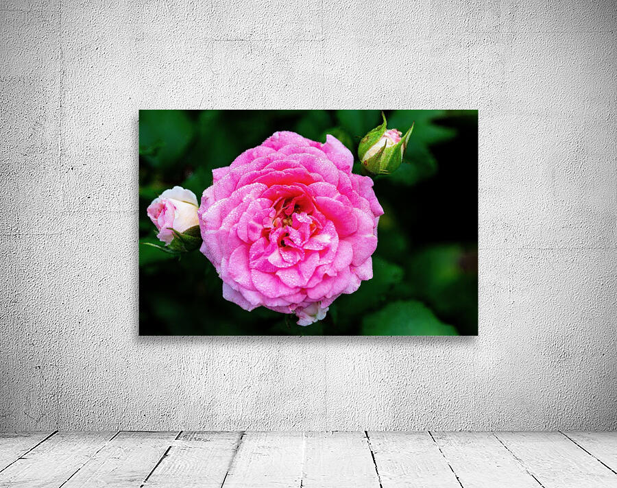 Rose with Morning Dew Wall Preview