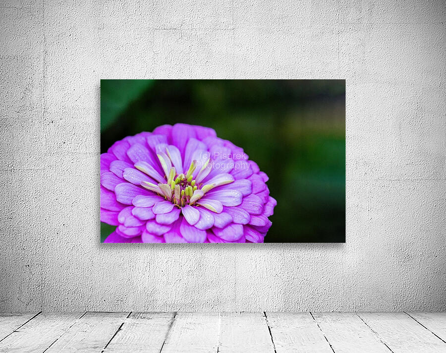 Glistening Purple Zinnia  Wall Preview