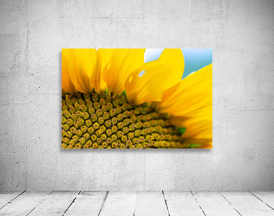 SunFlower Close Up Wall Preview